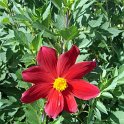 Dahlia coccinea fleur